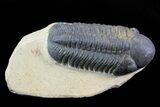 Bargain, Reedops Trilobite - Atchana, Morocco #76935-1